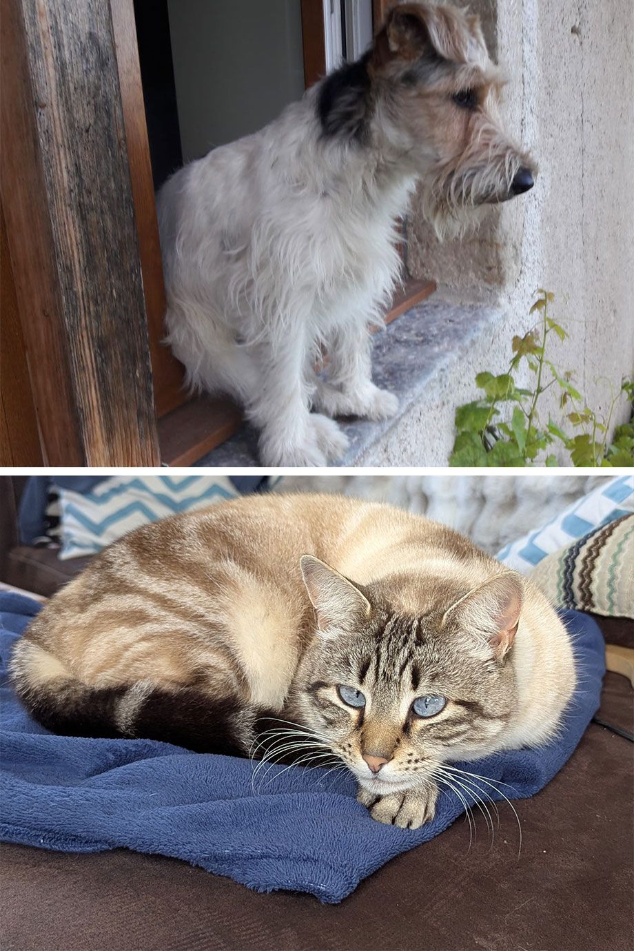 Faites confiance à Auxillia pour prendre soin de vos animaux pendant vos vacances.